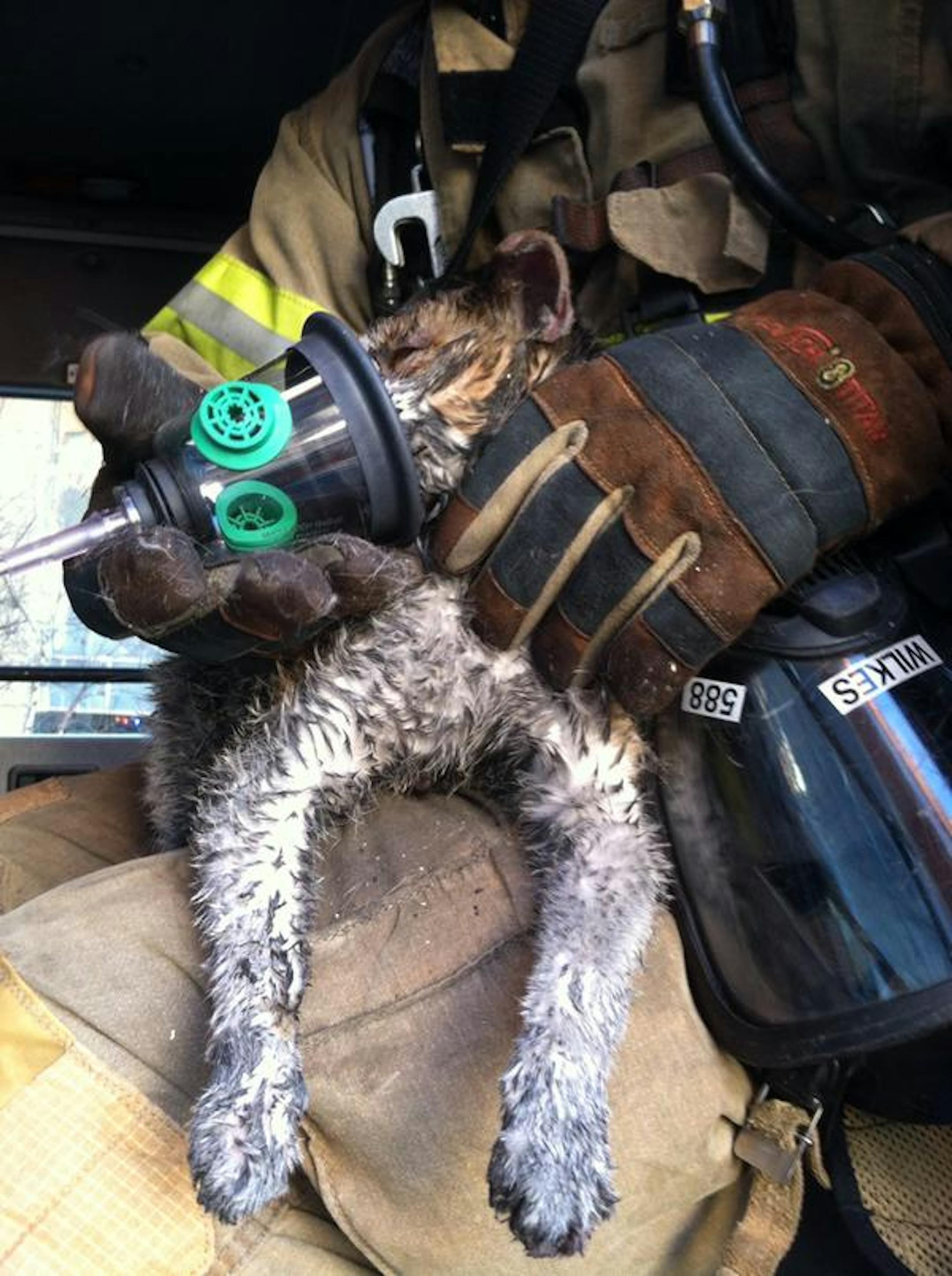 Along with the four injured people, St. Paul firefighters rescued a cat that they treated with a special oxygen mask for pets.