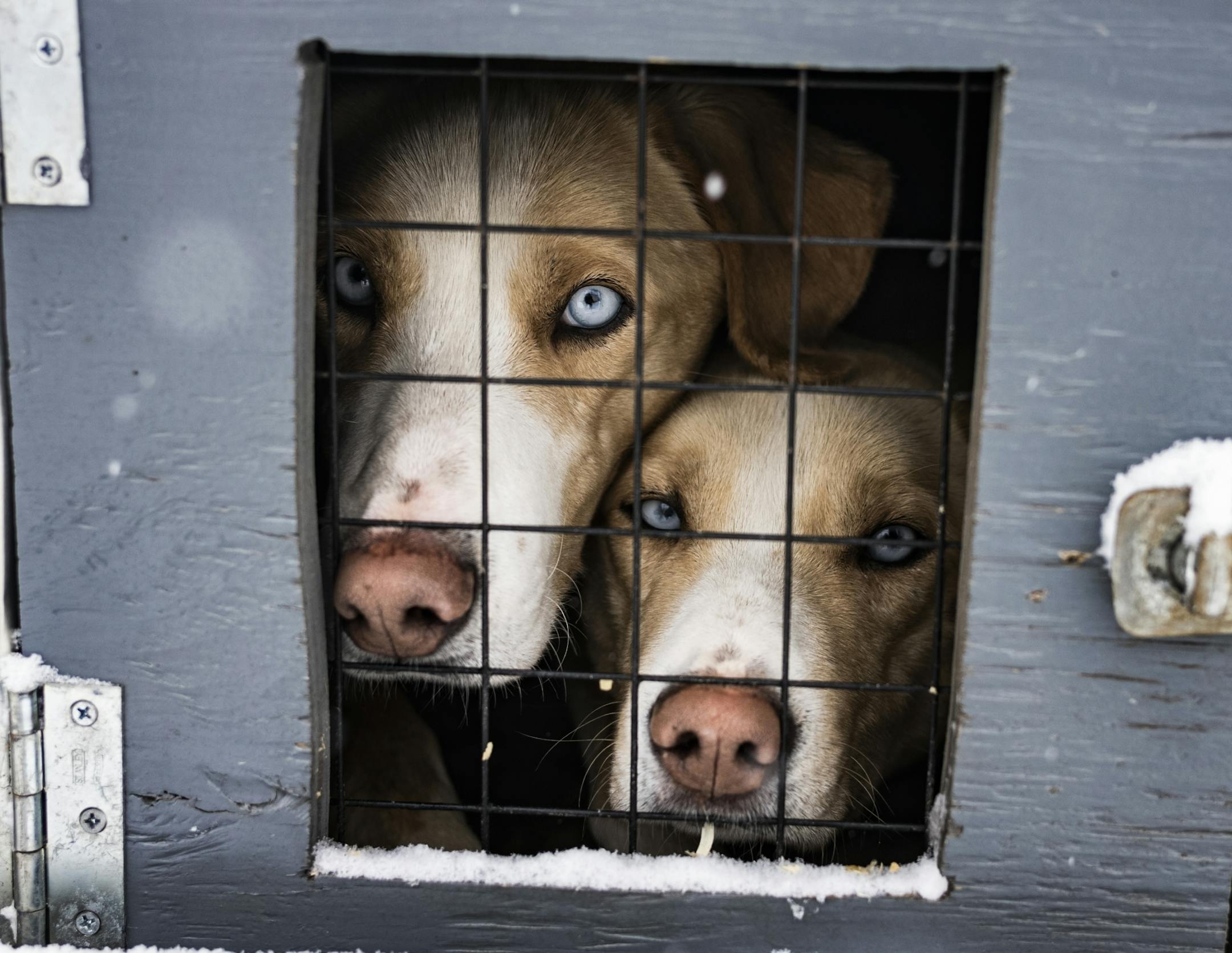 Dogs awaited the start of the Klondike Dog Derby .