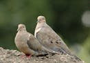 Photo by Jim Williams
Mourning doves raise their brood in scanty nests, often in an evergreen tree.
