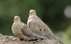 Photo by Jim Williams
Mourning doves raise their brood in scanty nests, often in an evergreen tree.