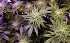 FILE - In this Dec. 13, 2017, file photo, a marijuana plant grows under artificial light at an indoor facility in Portland, Maine. A lack of testing f