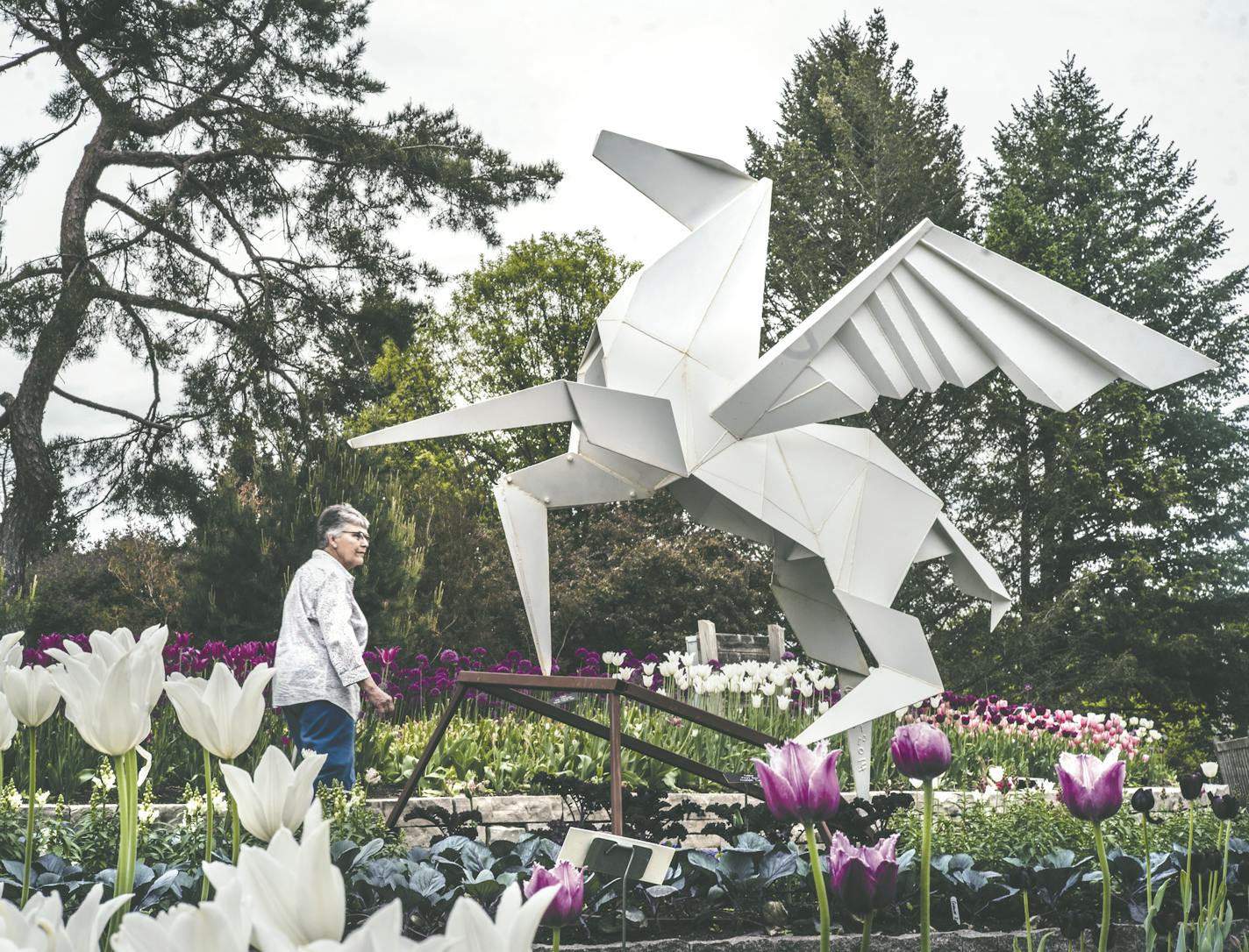 "Pegasus" by Kevin Box is one of the prominent pieces on display. ]The Arboretum is expanding their programming to include more art. This story will delve into that, looking at the current origami by artists Jennifer and Kevin Box in the garden exhibition. Richard Tsong-Taatarii&#xef;rtsong-taatarii@startribune.com