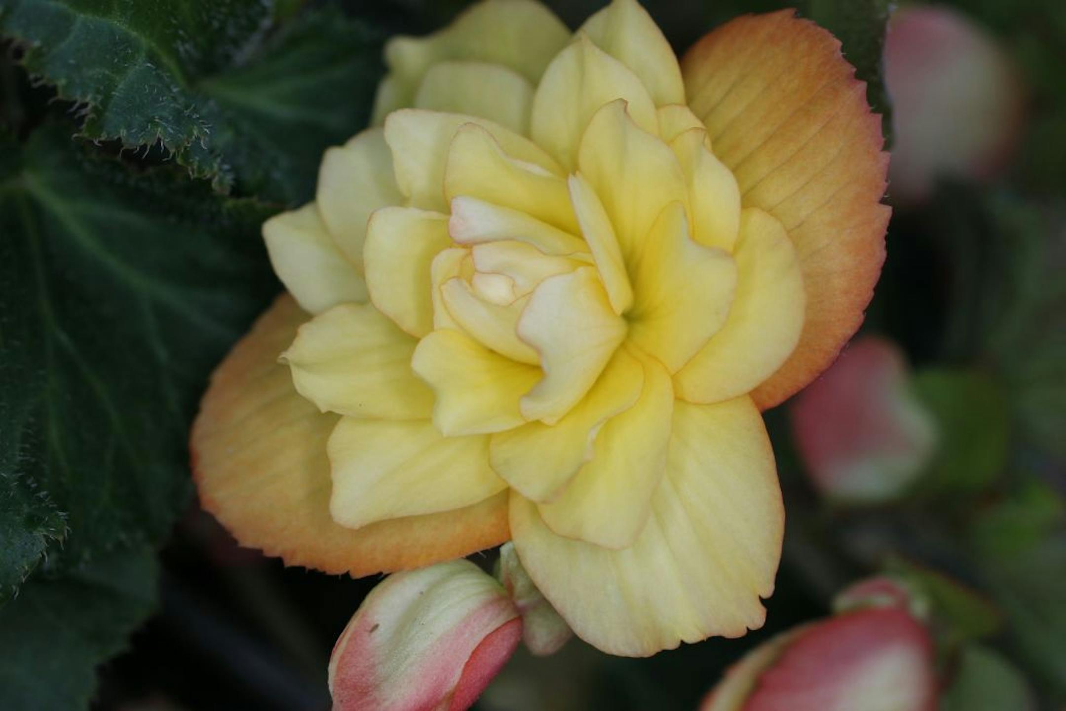 Judy Alm takes great care in all aspects of the outdoor garden space around her home. She was one of the winners of the 2011 Home & Garden Beautiful Gardens contest. [ TOM WALLACE � twallace@startribune.com _ Assignments # 20019066A_ August, 2 2011_ SLUG: jones0210_ EXTRA INFORMATION: