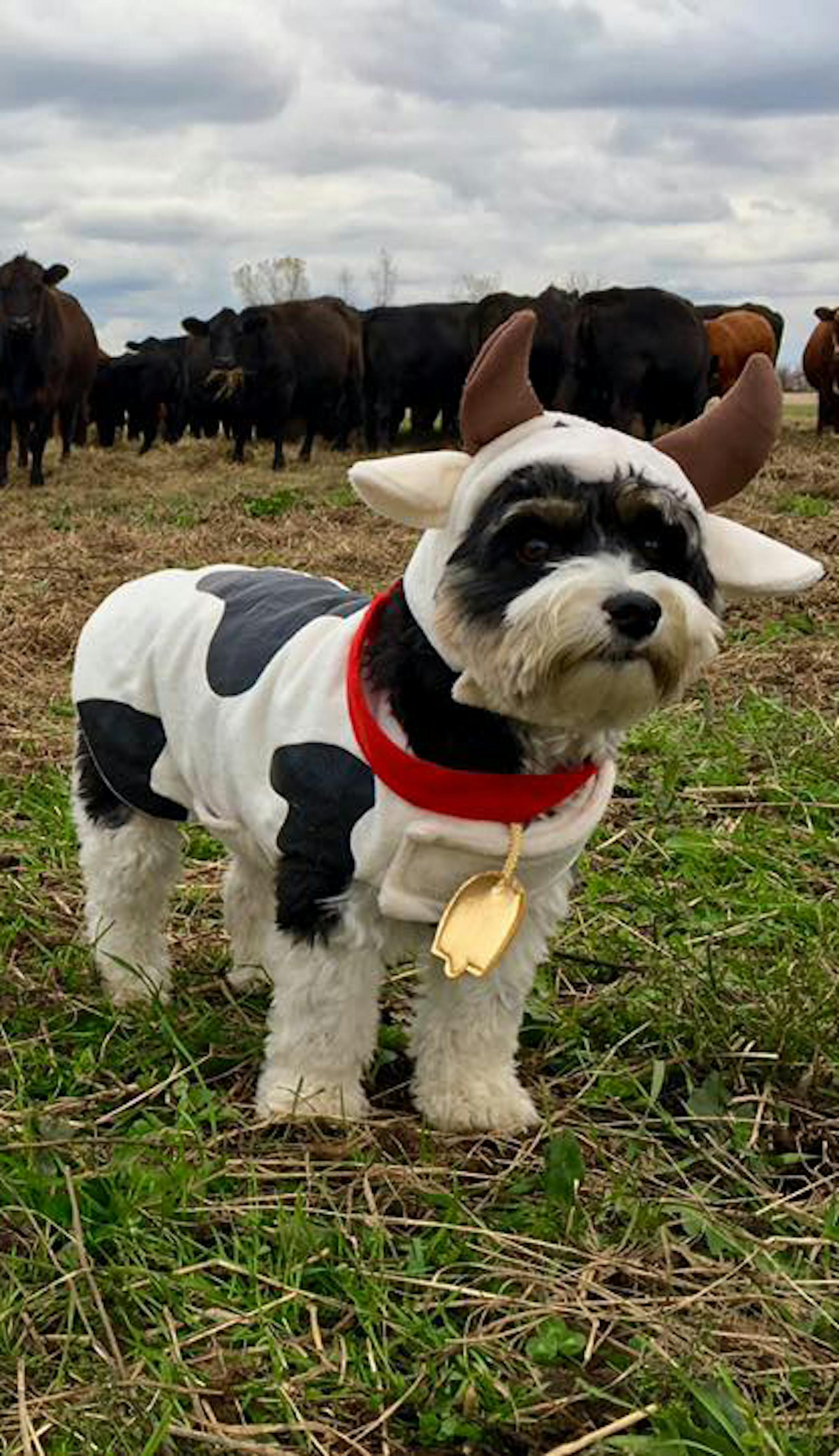 Minnesota inspired:
Third place
Pet: Samantha
Owner: Bonnie Sue Kalmar, of St. Clair, Mich.
Comment: “I don’t have any children, so this is how I enjoy my Halloween,” said Kalmar. She said Samantha also loves dressing up and posing. “You get the clothes out and she gets all excited,” she said. At the Midwest-themed photo shoot, Samantha “was a little bit uncomfortable at first about the big cows, but she was a little bit excited about eating cow poop.&#x
