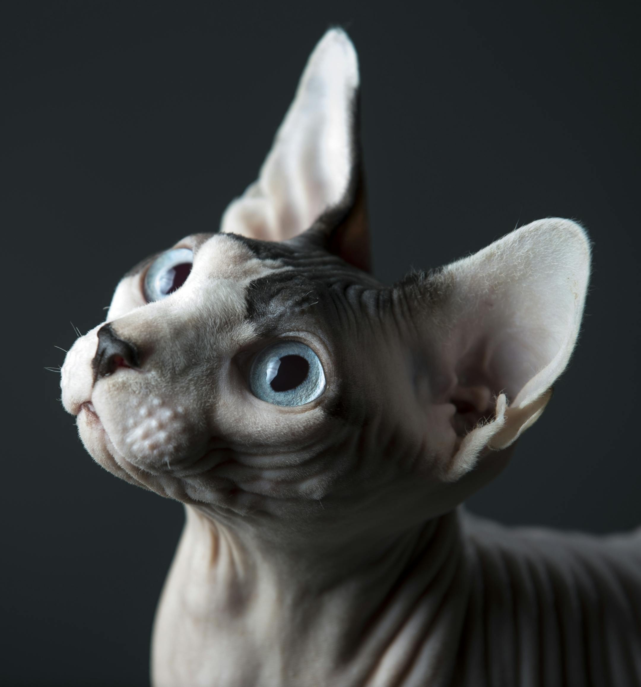 "Sigur," a 14 to 15 month old Sphynx, is pictured in the home of owner Brian Tripp Thursday, Jan. 15, 2015 in St. Louis Park.