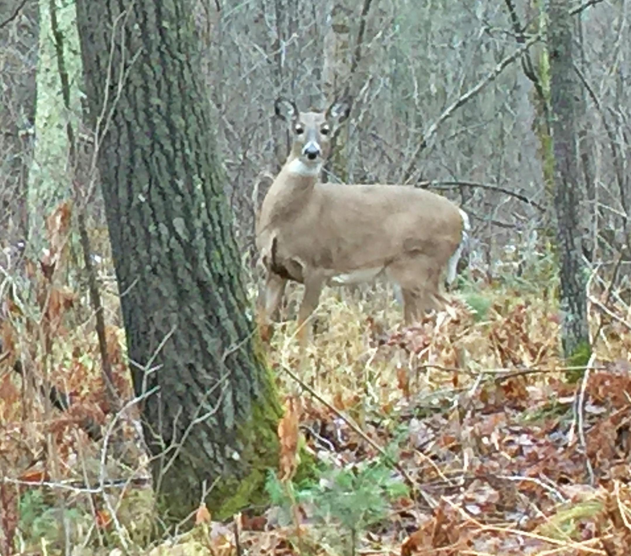 Most of the 16 hunters saw at least a doe — or two or more — Saturday morning.