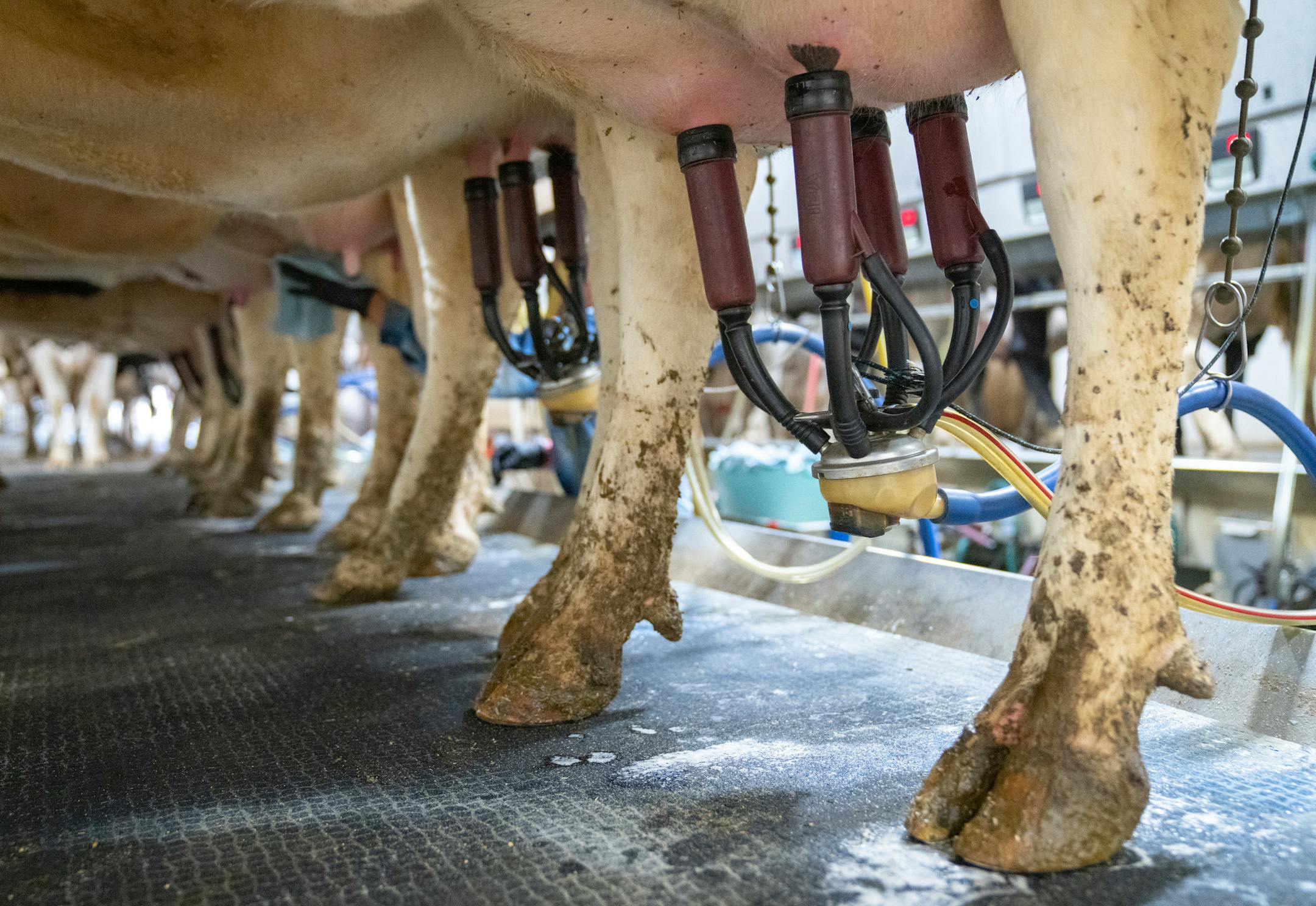 Dairy cows are hooked up to milking machines Wednesday, June 15, 2023, at Valley Acres Dairy in Lewiston, Minn. All cows are milked three times a day at 4AM, 12PM and 8PM.