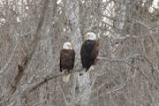 A pair of bald eagles perch close to each other on a branch.