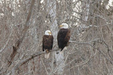 A pair of bald eagles perch close to each other on a branch.