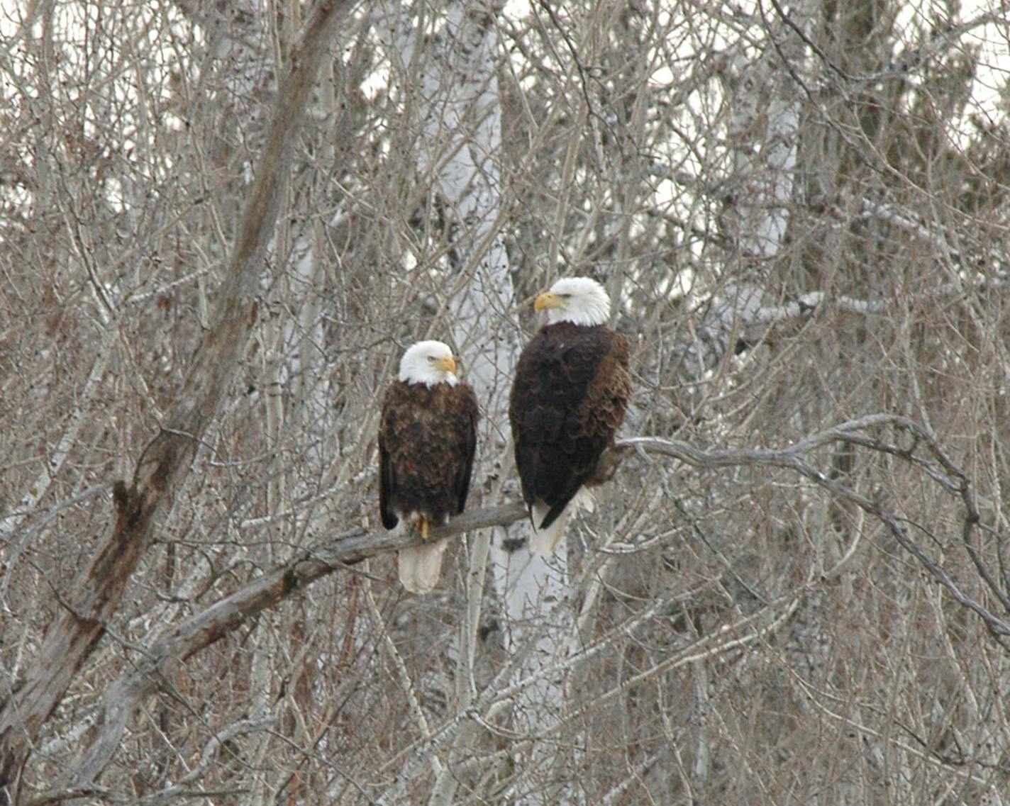 A pair of bald eagles perch close to each other on a branch.