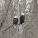 A pair of bald eagles perch close to each other on a branch.