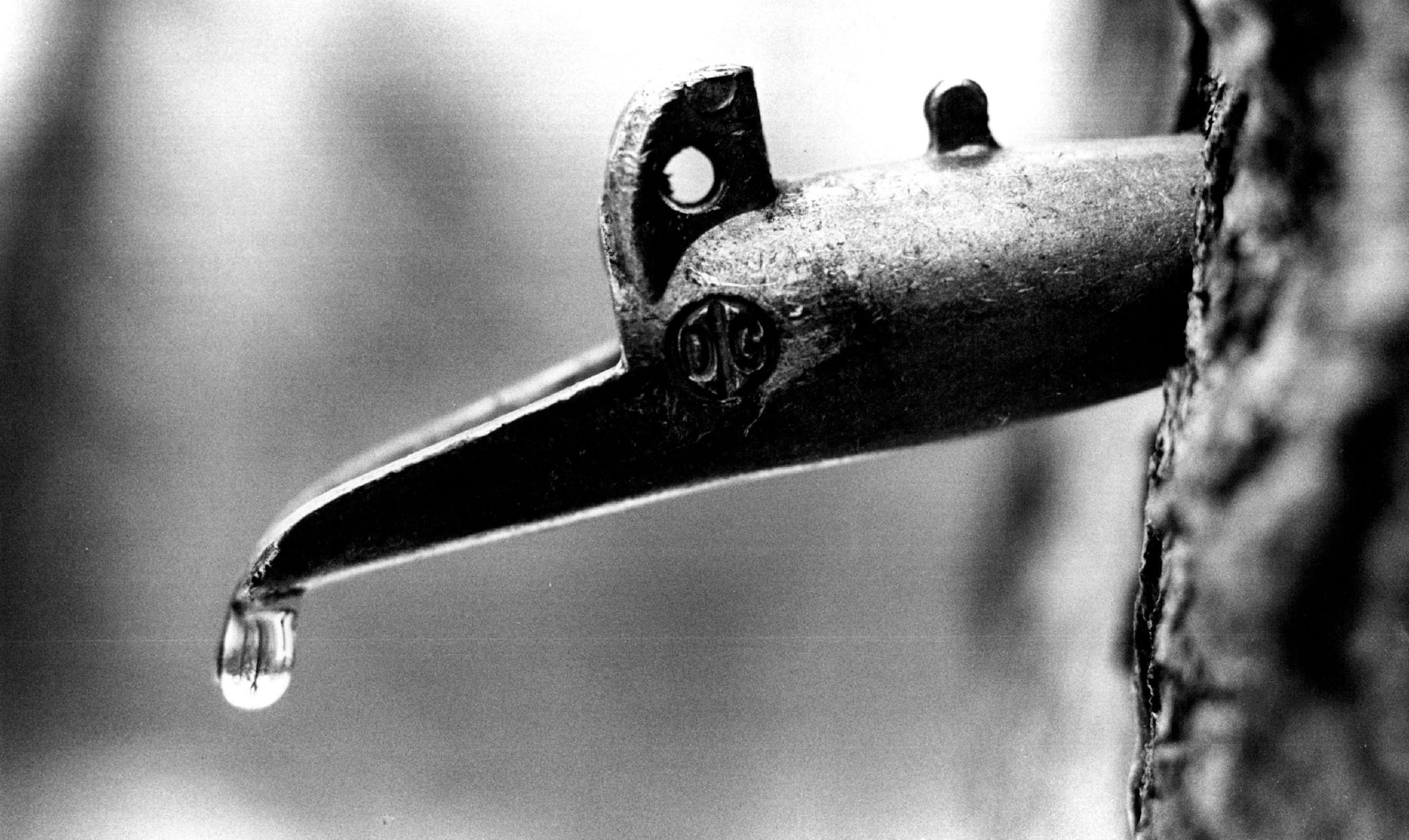 February 18, 1983 A test tapping of a maple tree found the sap running at 60 drops per minute February 27, 1983 Charles Bjorgen, Minneapolis Star Tribune