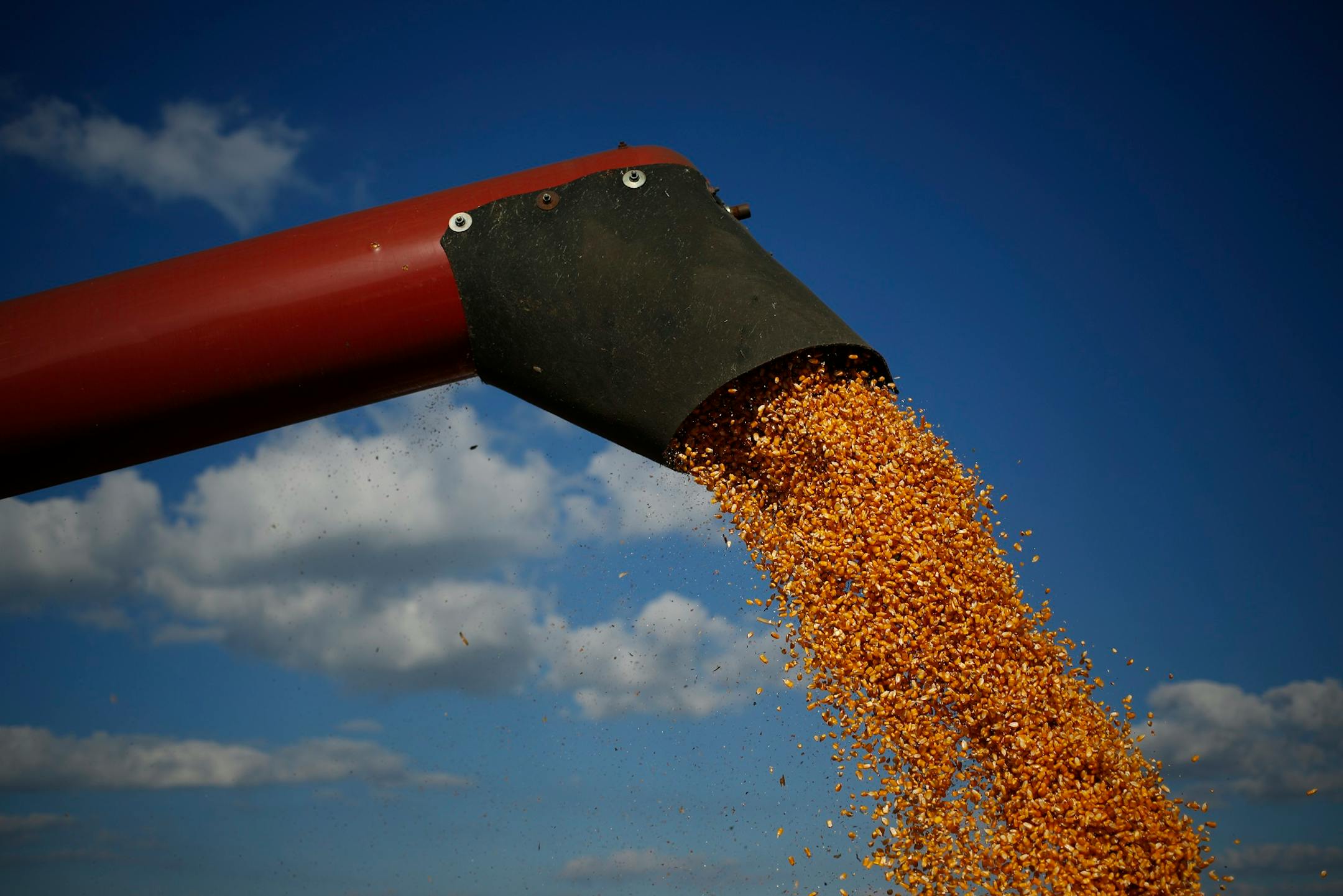 Corn is deposited from a combine harvester into a semi-trailer during a harvest on farm land leased to Tucker Farms in Shelbyville, Kentucky, U.S., on Tuesday, Sept. 24, 2013. Private exporters reported to the U.S. Department of Agriculture (USDA) export sales of 197,200 metric tons of corn for delivery to Mexico during the 2013 and 2014 marketing year. Photographer: Luke Sharrett/Bloomberg
