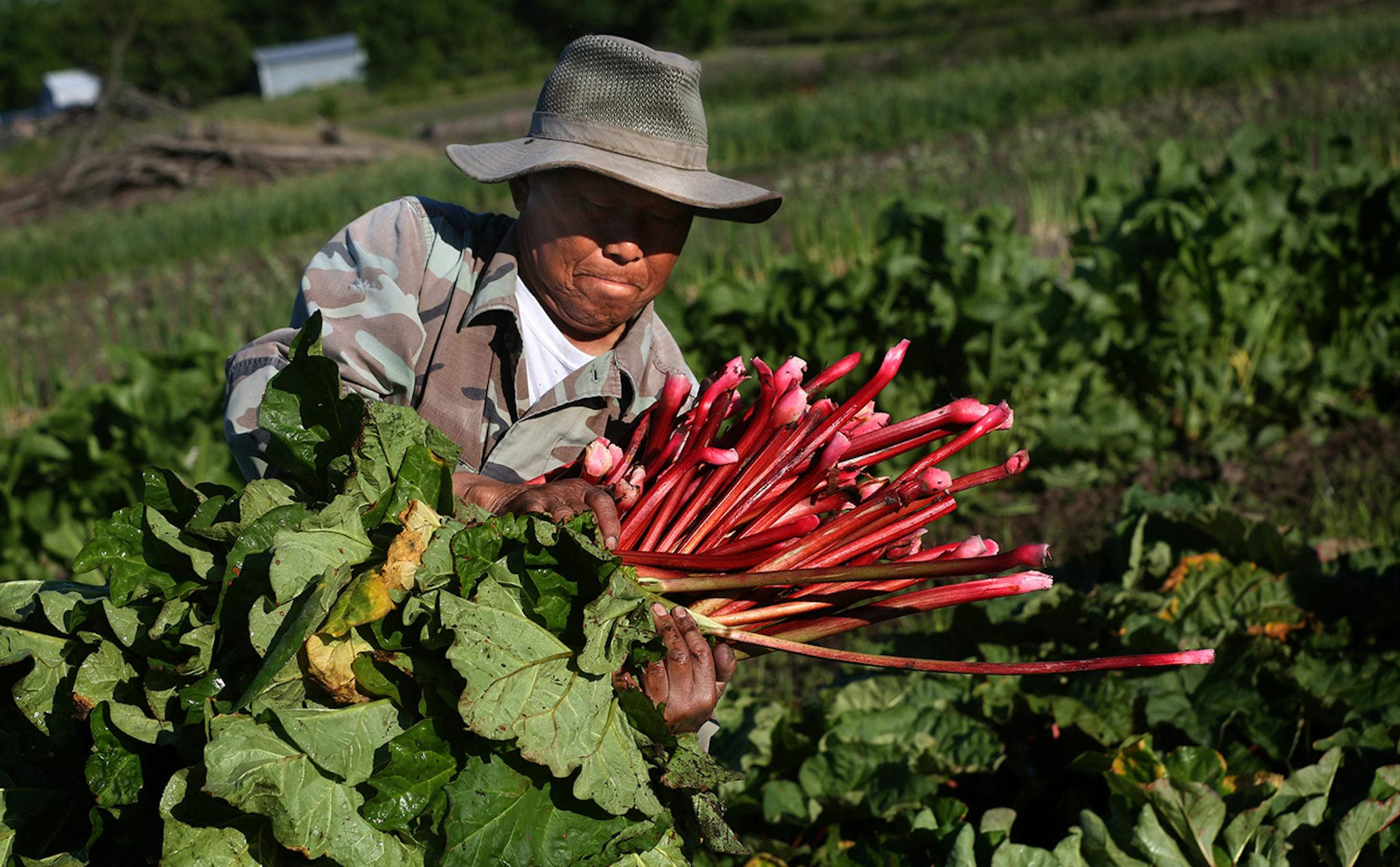 Blia Thao carried rhubarb to a bin.