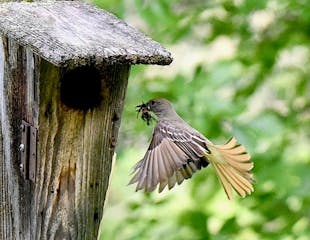 Female great crested flycatcher brings nesting materials. Photo by Jim Williams