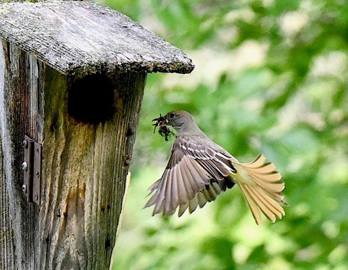 Female great crested flycatcher brings nesting materials. Photo by Jim Williams