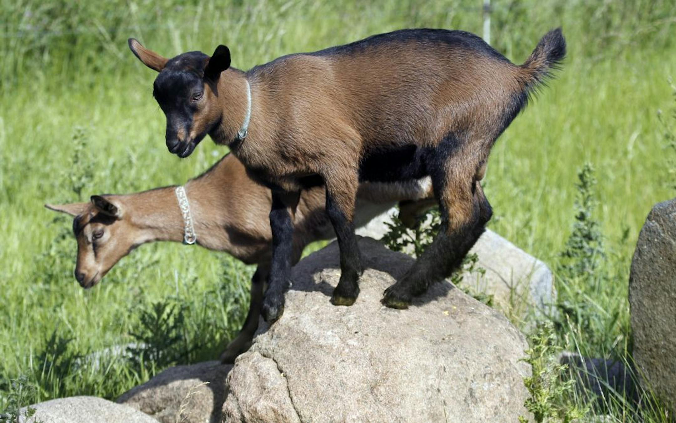 Dancing Wind Farms has a herd of about a dozen goats.