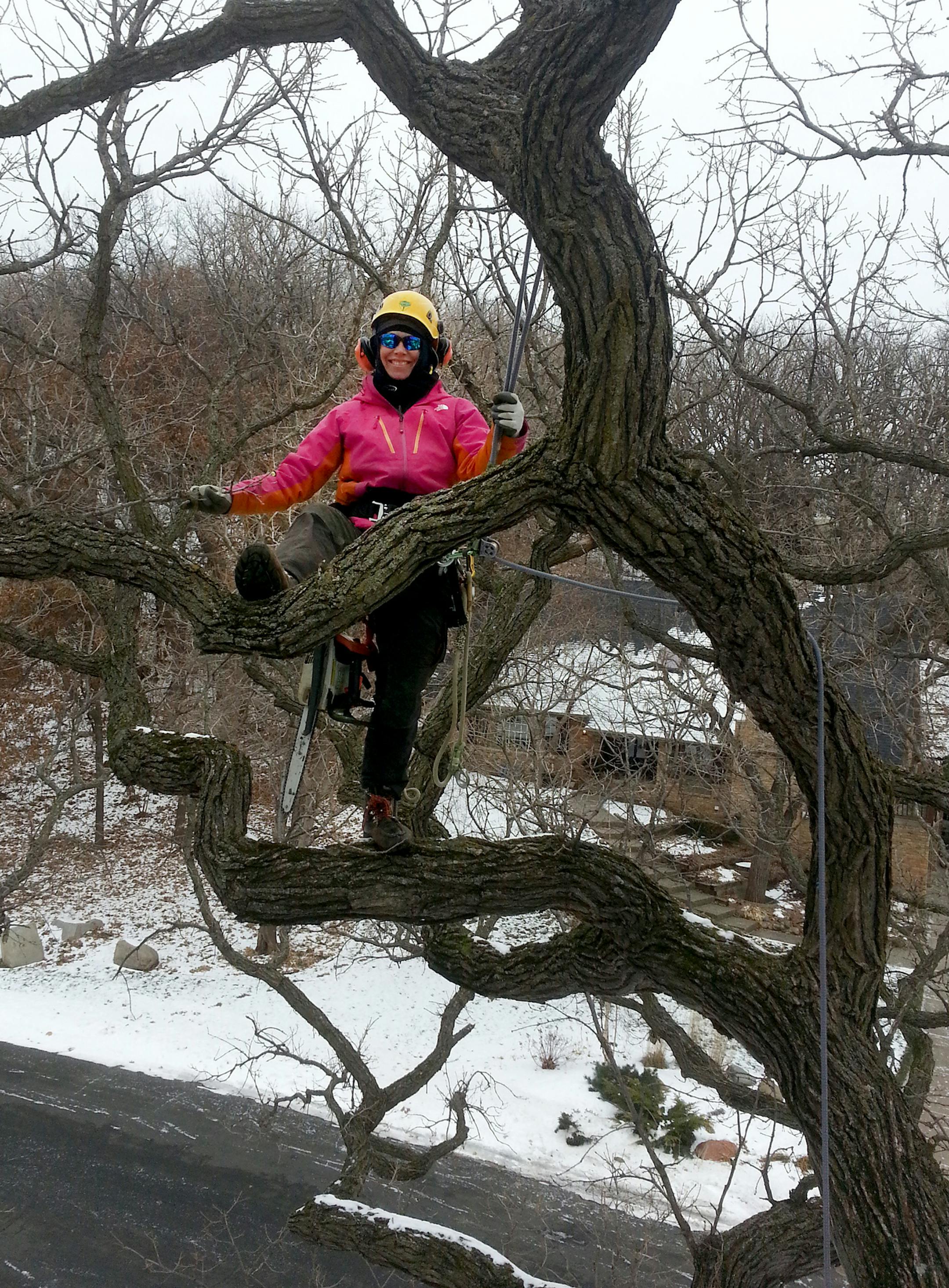 Rebecca Seibel, competitive tree climber, in a bur oak pruning deadwood. ] credit: Steve Palmer