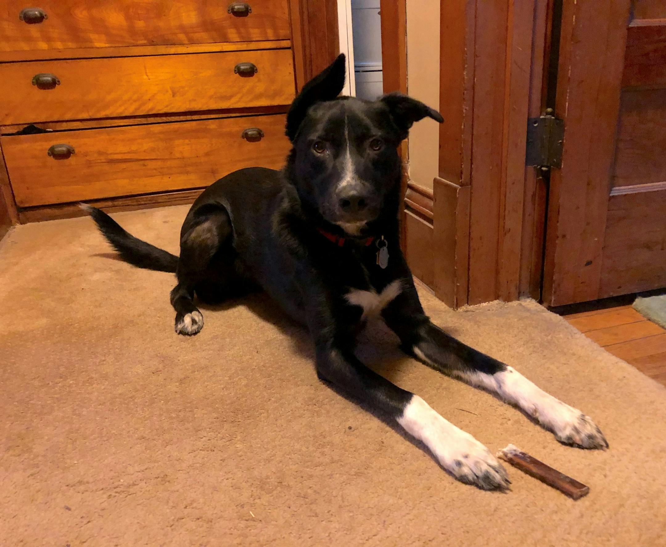 Angus and his bully stick. You never know where you're going to find it hidden away.