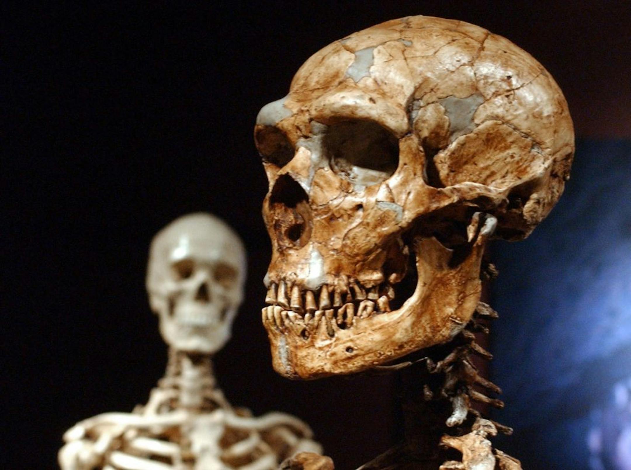 The DNA of Neanderthals shows up in traces in some modern-day Europeans. Scientists studying diverse modern Africans found similar traces of DNA from a species for which there is no fossil record.