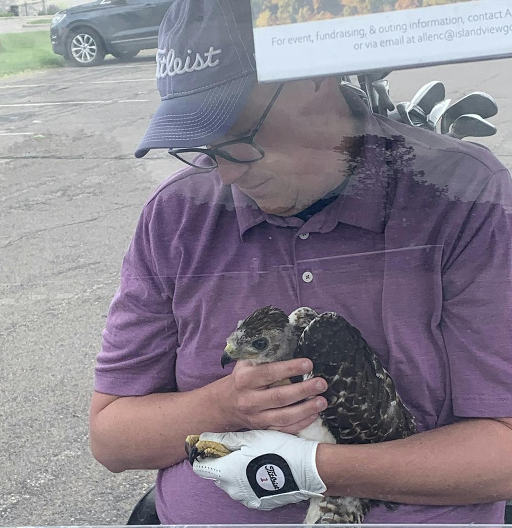 Herbert cradled the red-tailed hawk chick that he and his golf partner, Noah Kandt, happened upon on June 10. Shown at left is the bird after it was brought in for care.