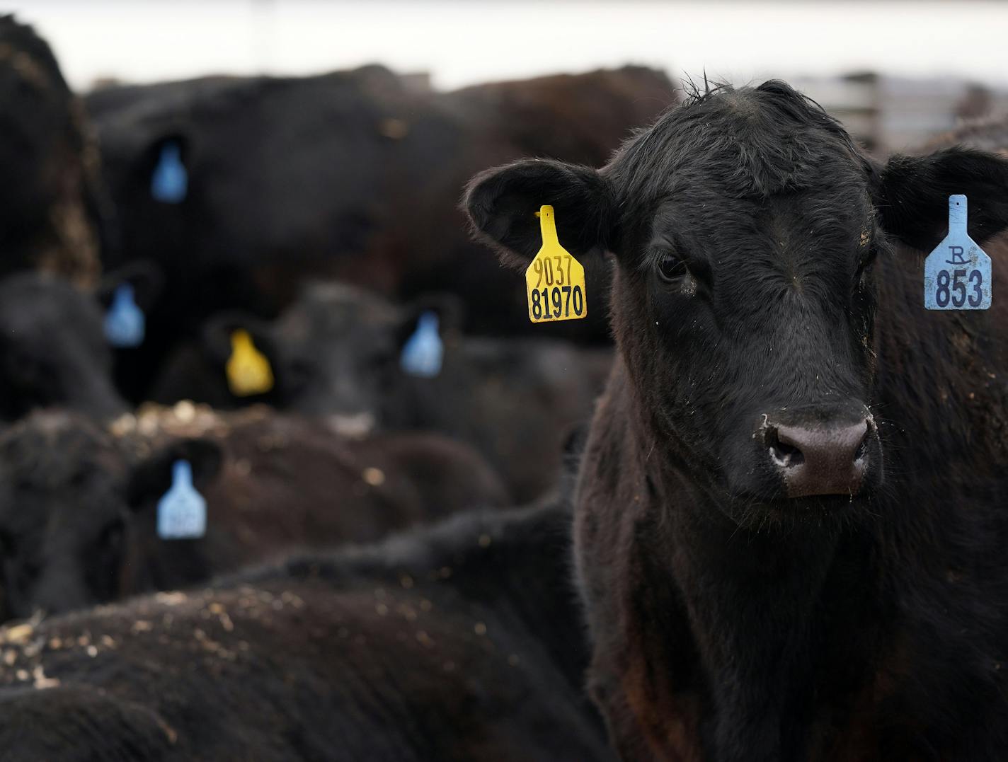 Black Angus steers at the Revier Cattle Company looked out from their pens during a tour of the facility. ] ANTHONY SOUFFLE • anthony.souffle@startribune.com Former Cargill executive Paul Hillen, President and Chief Operating Officer of the Revier Brand Group, LLC at the Revier Cattle Company, and Tom Revier, owner of the 159-year-old beef cattle farm, who teamed up to bypass the commodity beef industry and produce their own branded beef, gave a tour of their facility Tuesday, March 10, 2020 in