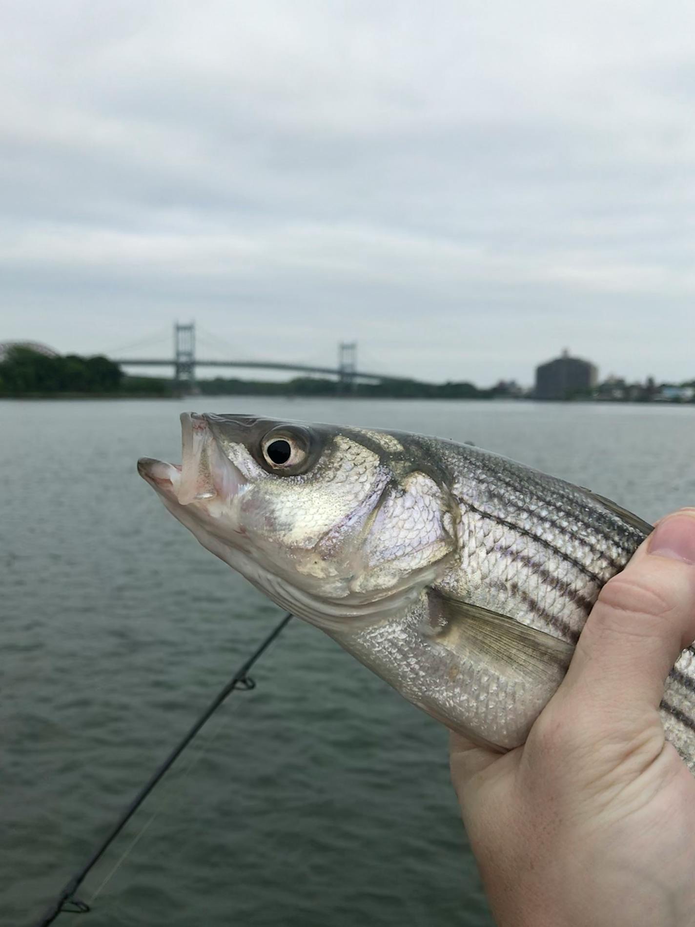 Striped bass caught in the East River, with the Robert F. Kennedy Bridge in the background.