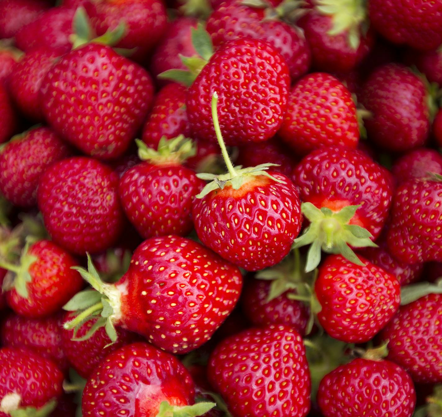 A fresh harvest from Afton Apples' pick-your-own strawberry patch in Hastings June 27, 2014. (Courtney Perry/Special to the Star Tribune)