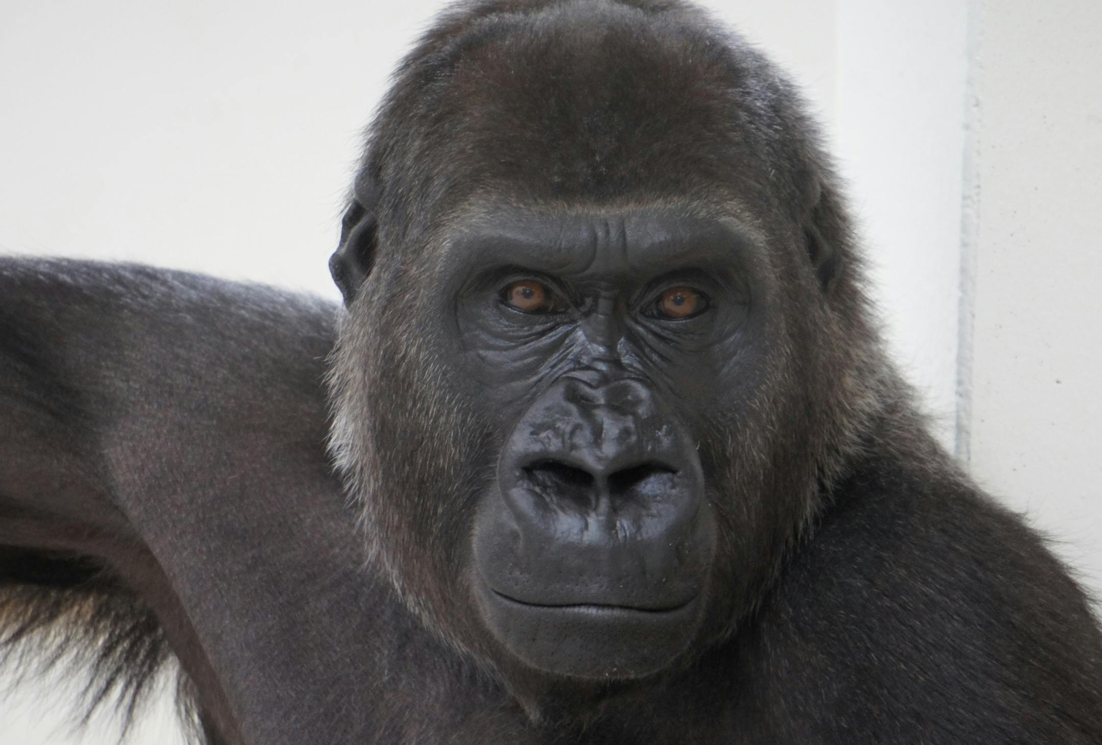 Dara, one of two gorillas expected to give birth in coming weeks at the Como Zoo.