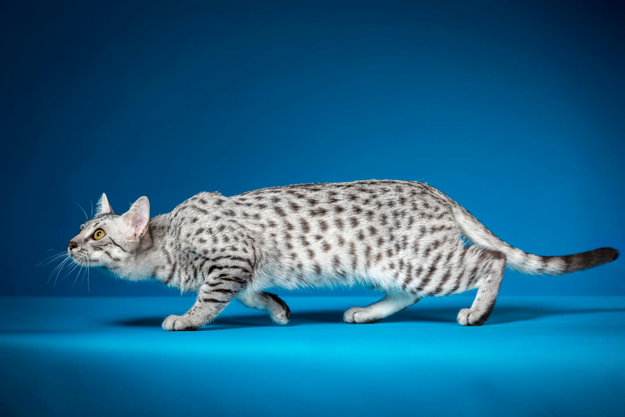 The Egyptian Mau cat (young male animal) on a blue background. The cat is sneaking. Studio shooting