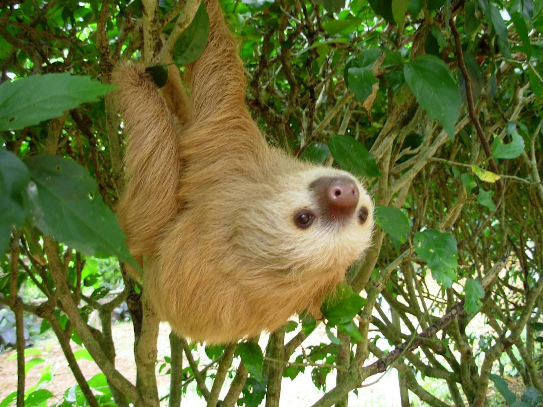 A two-toed sloth hangs from a bush at the Jaguar Rescue Center near Puerto Viejo, Costa Rica.