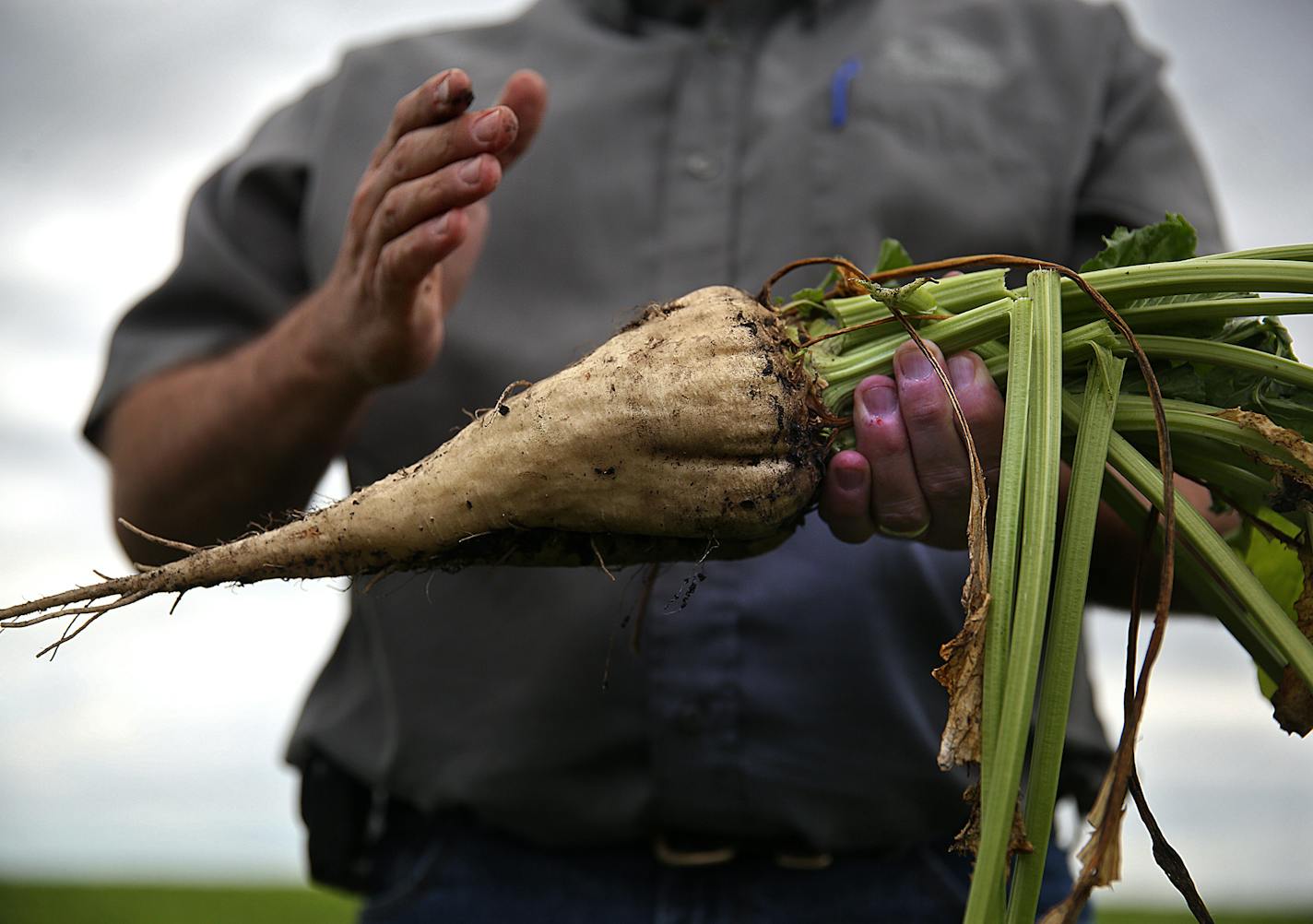 A sugar beet fresh from Minnesota&#x2019;s fields. Todd Geselius, vice president of agriculture with the Southern Minnesota Beet Sugar Cooperative, said this is the first year he can recall where the co-op might have more beets than they have time to process them.