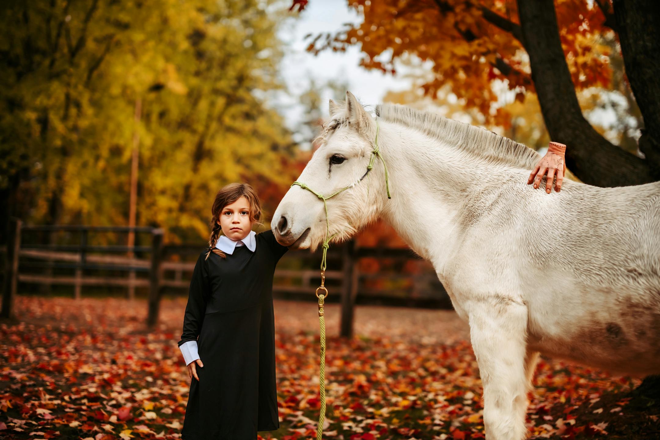 A little girl in a black dress and white collar poses with a white horse in a field littered with autumn leaves. A fake hand rests on the horse's back.