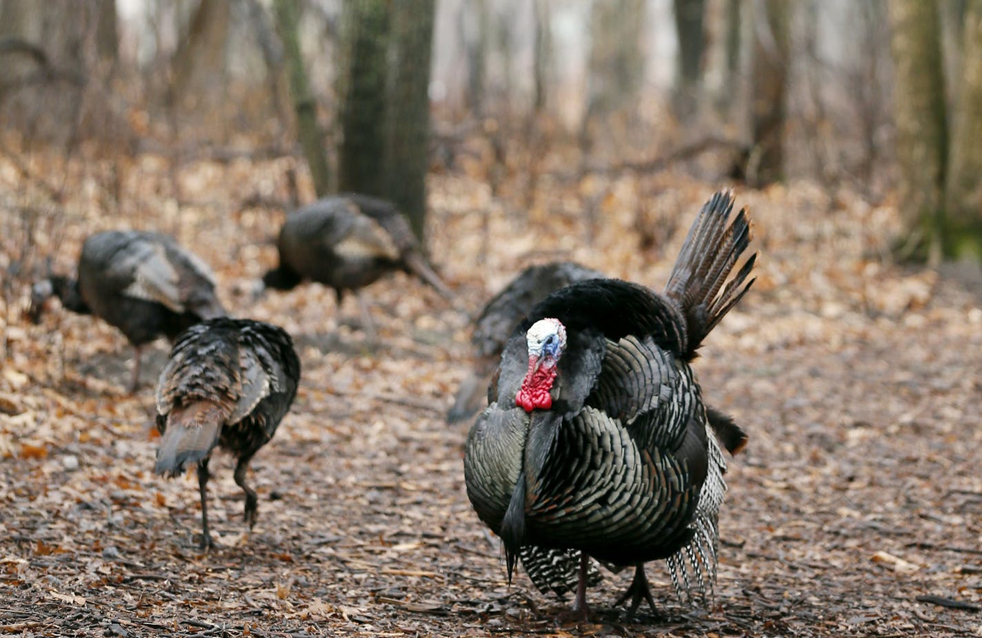 Turkeys stooded on the trails early Thursday morning. A small group of birdwatchers looked for migratory birds at the Springbrook Nature Center Thursday April l9, 2015 in Fridley, Minnesota. ] Jerry Holt/ Jerry.Holt@Startribune.com ORG XMIT: MIN1504091113433691 ORG XMIT: MIN1504101507283051