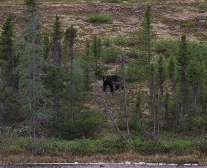 A black bear browses the shoreline looking for food across from the canoe party's camp site on the Wolverine River.