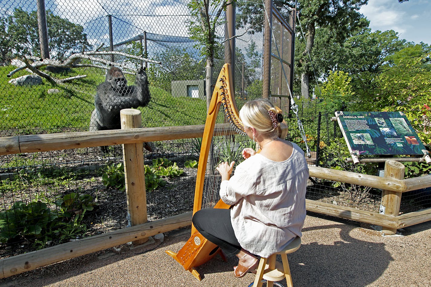 Harpist Terri Tacheny played her harp as one of the gorillas stood nearby in the primate facility at the Como Zoo, Wednesday, August 27, 2014 in St. Paul, MN. Tacheny is a volunteer at the Como Park Zoo. ] (ELIZABETH FLORES/STAR TRIBUNE) ELIZABETH FLORES &#x2022; eflores@startribune.com