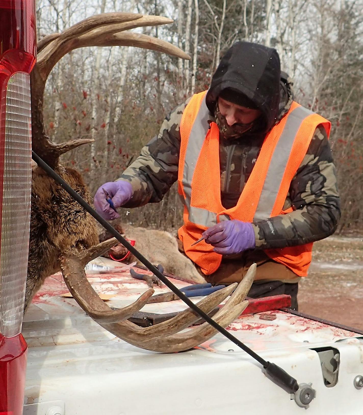 DNR wildlife supervisor Curt Vacek tagged a buck and a doe brought by a hunter to the mandatory CWD sampling station in Crosby last week. The DNR is staffing six of these stations throughout the liberalized firearms deer season in north-central Minnesota. Crosby is in the newly created CWD Management Zone known as 604. The zone was created in response to the finding last year of a CWD-infected wild doe in Crow Wing County.