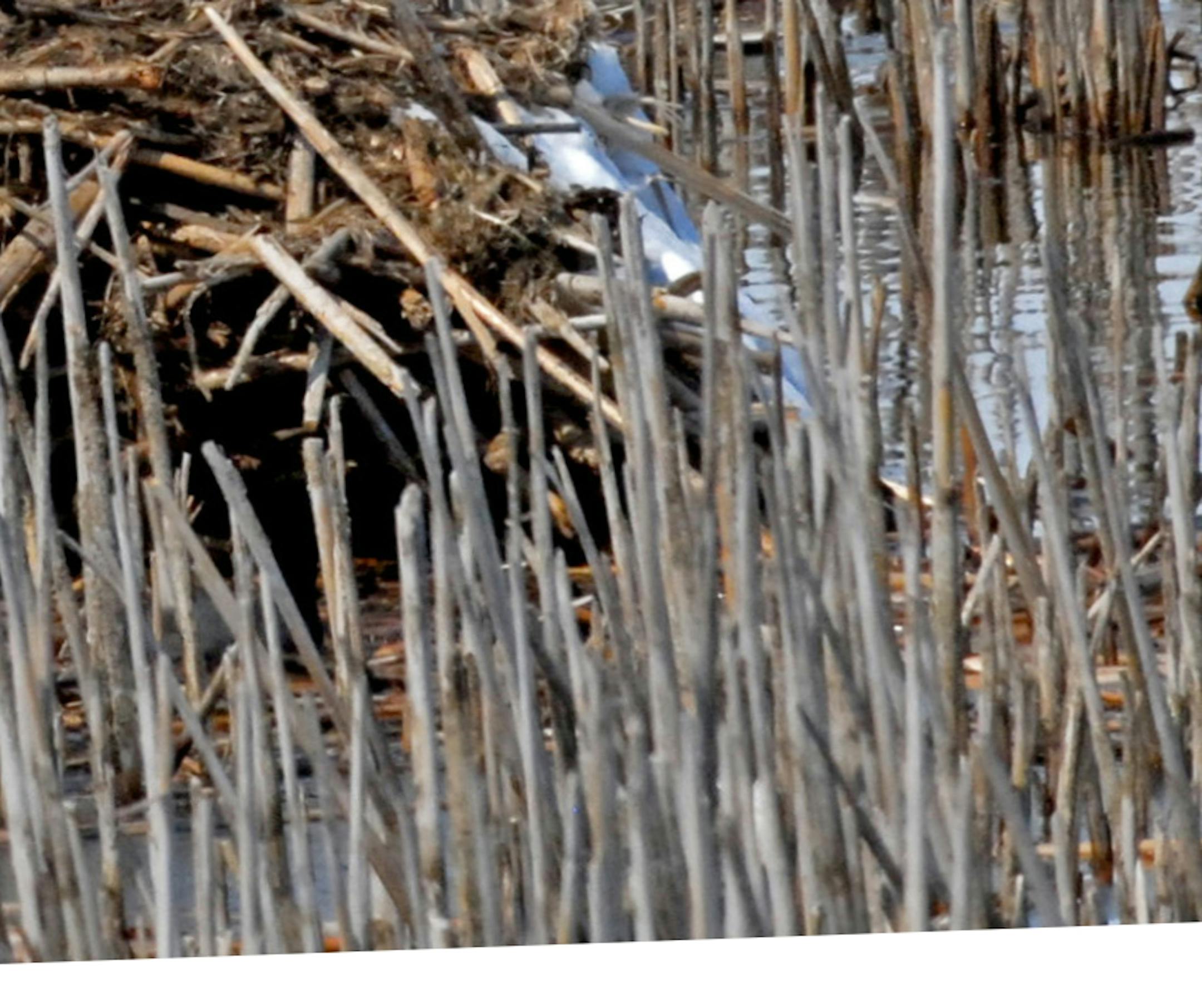 Wetland and grassland preservation will continue to be a key conservation issue in 2014.