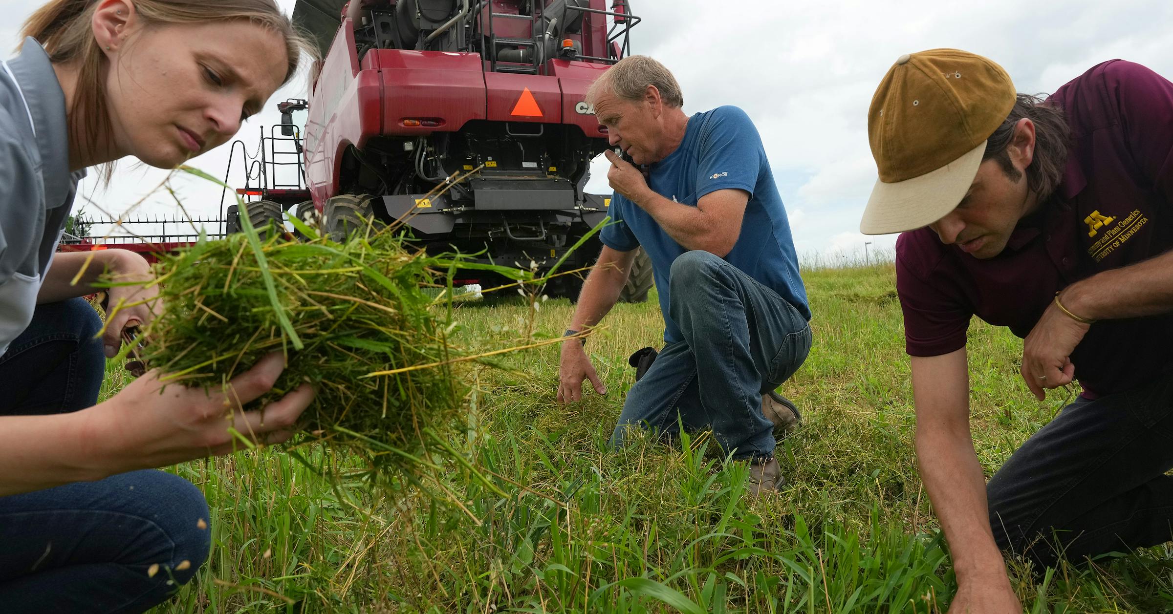 Counterpoint: Winter camelina holds promise for Minnesota farmers ...