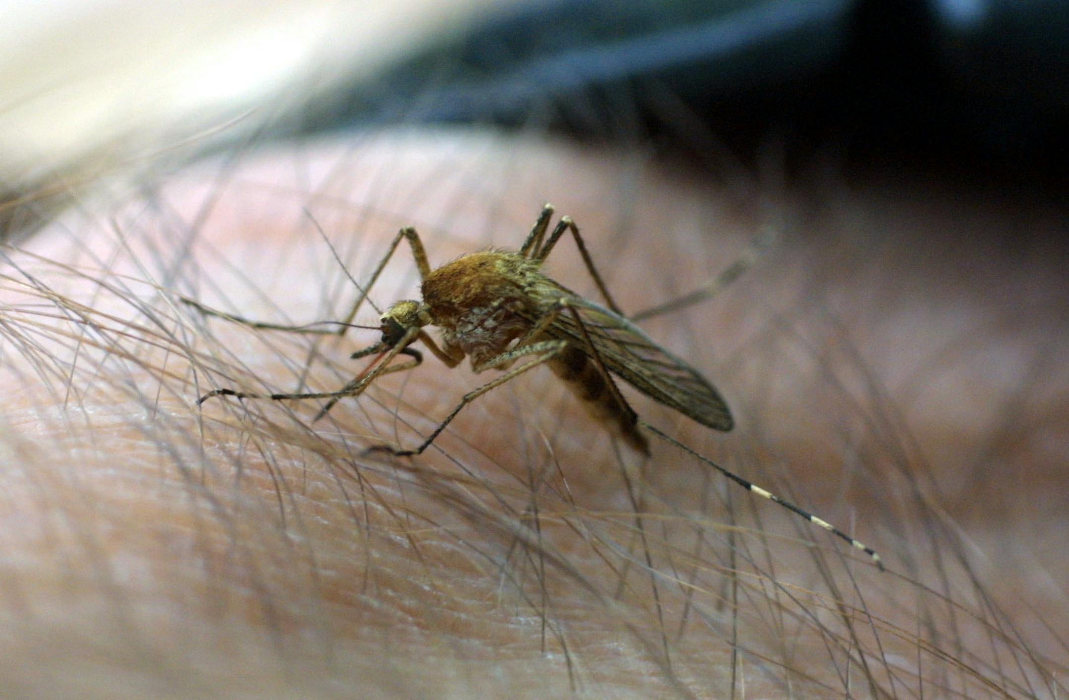 Alexandria,MN Wednesday 5/23/2001 Mosquito samples its' last meal.