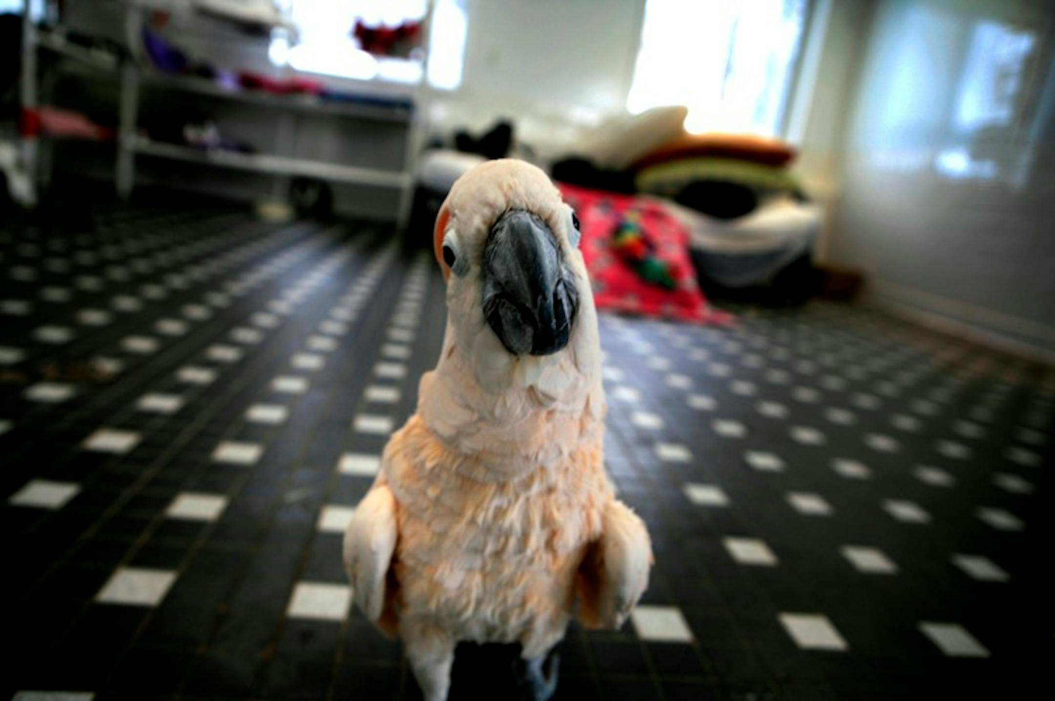 angelcarefinal021808slide