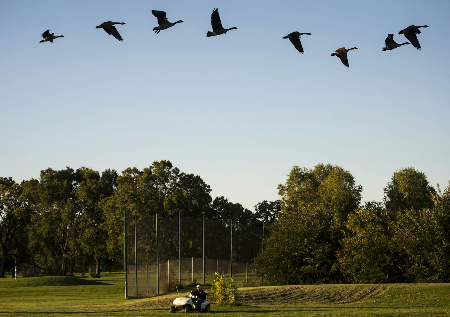 Geese flew in formation over a golfer at Hiawatha Golf Course Wednesday afternoon. . ] Aaron Lavinsky &#x2022; aaron.lavinsky@startribune.com The Minneapolis system may have a bigger water problem at Hiawatha golf course than it has publicized. Park officials last month said they may be pumping as much as seven times as much water from the golf course as their permit allows. But according to DNR records, there's no permit granting the park system the right to pump water from stormwater-irrigatio