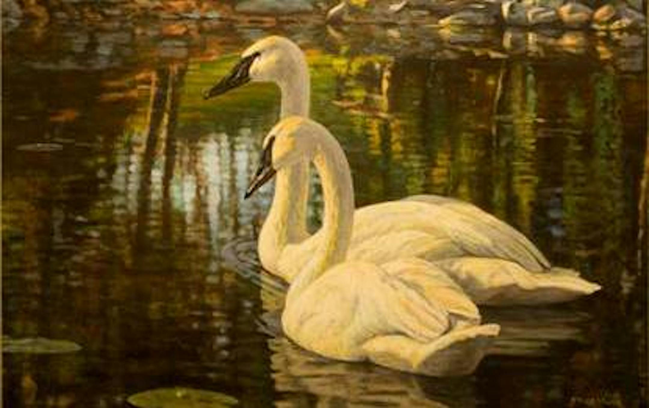 "Trumpeter Swans" by Bruce Miller