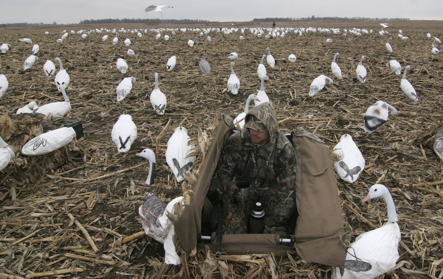 Spring spectacle Migrating snow geese in South Dakota