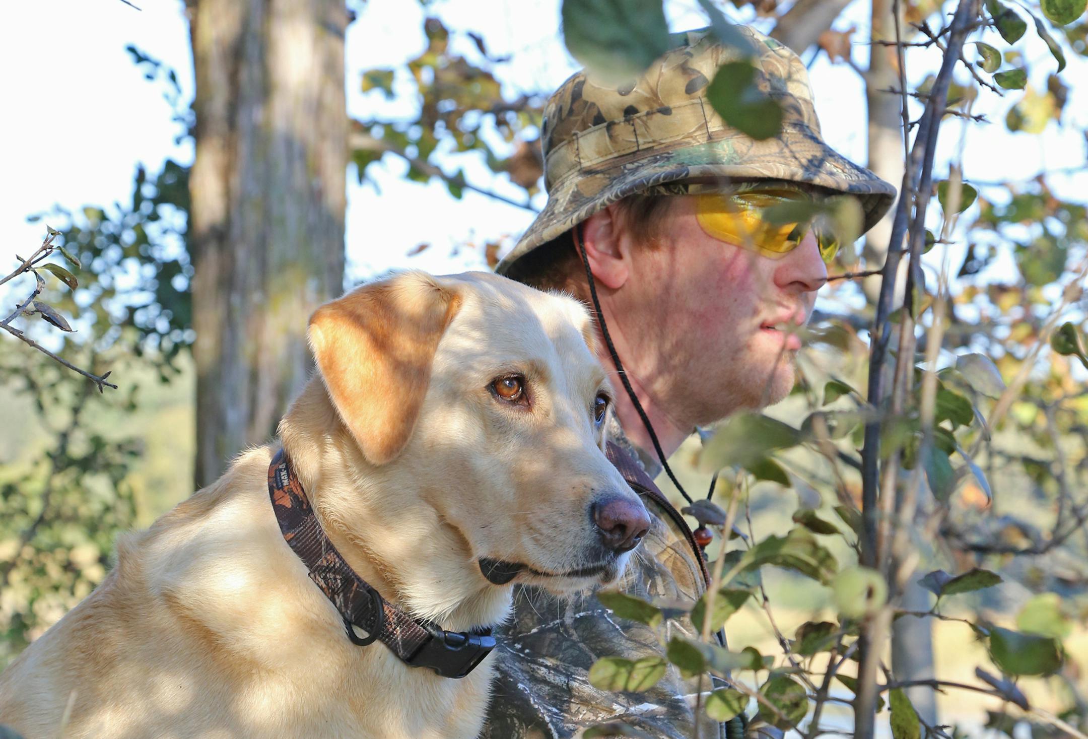 Jade, a yellow Labrador, waited intensely for ducks to arrive near the blind of her master, Neil Smith of Babbitt, Minn.