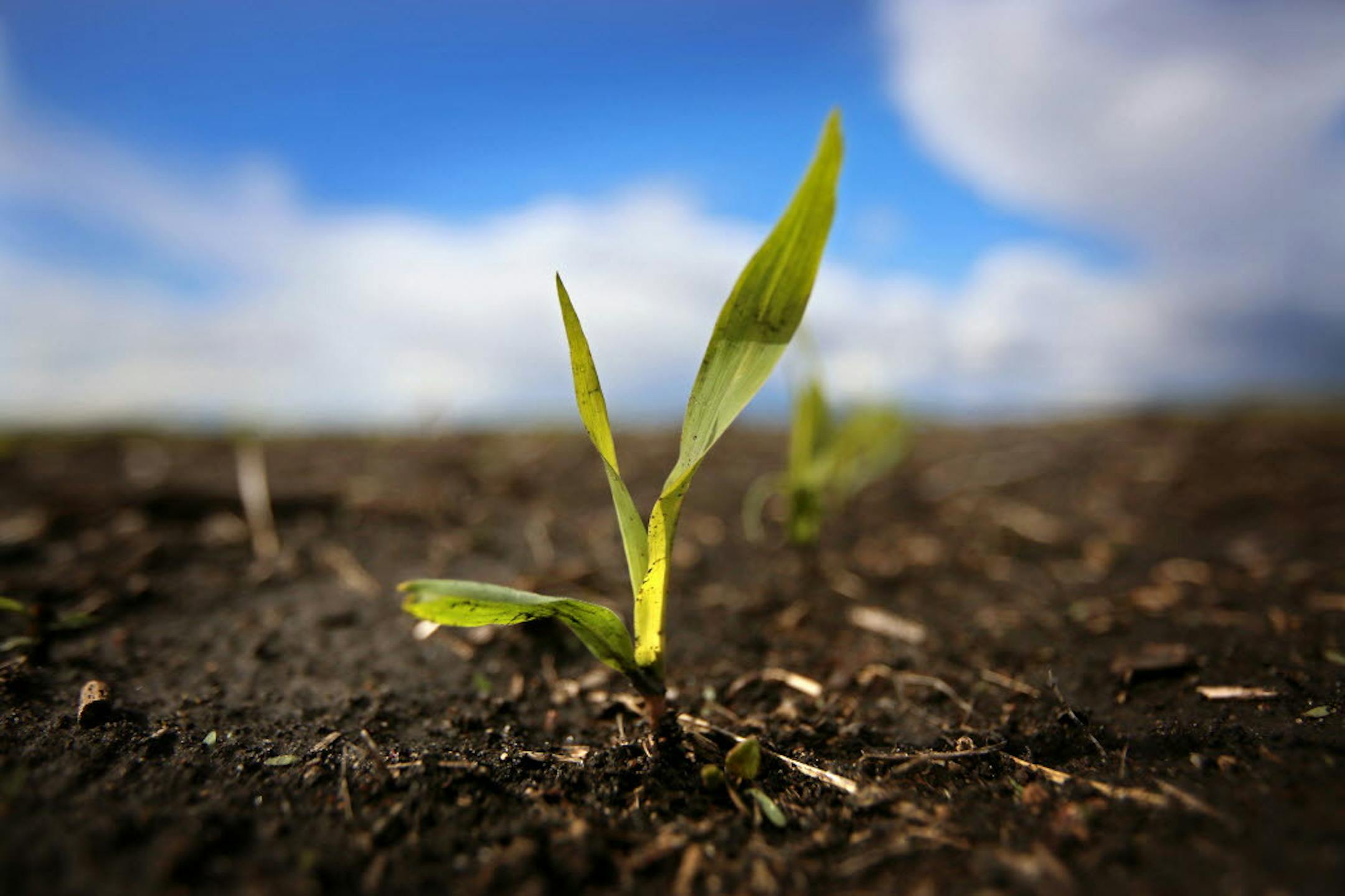 With skyrocketing farmland prices and crop insurance guarantees, black dirt is looking more like black gold for farmers in Minnesota. This corn sprouts from the Gene Stoel farm south of Lake Wilson. Stoel, looking to expand his farm, purchased an additional 160 acres last fall for $6,800 per acre. "This has been a very good age for farming." Stoel said. ] BRIAN PETERSON ‚Ä¢ brianp@startribune.com Lake Wilson, MN - 05/12/2012
