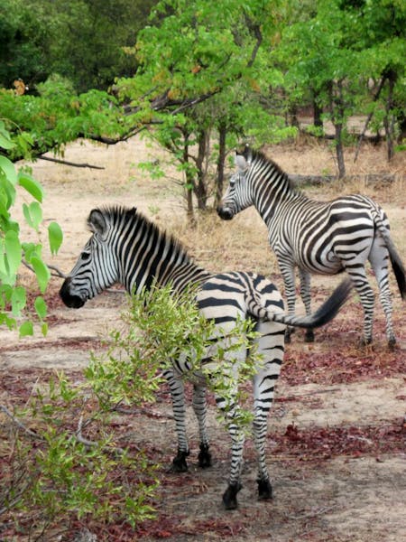 Zebras are among the animals in Mosi-oa-Tunya National Park near Victoria Falls in Zambia.