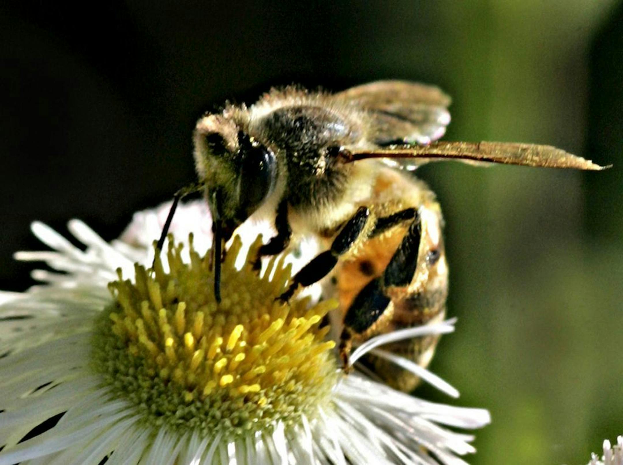Dairy farmers and ranchers in Minnesota and four other states can qualify for about $3 million to reseed pastures with plants appealing to both bees and livestock.