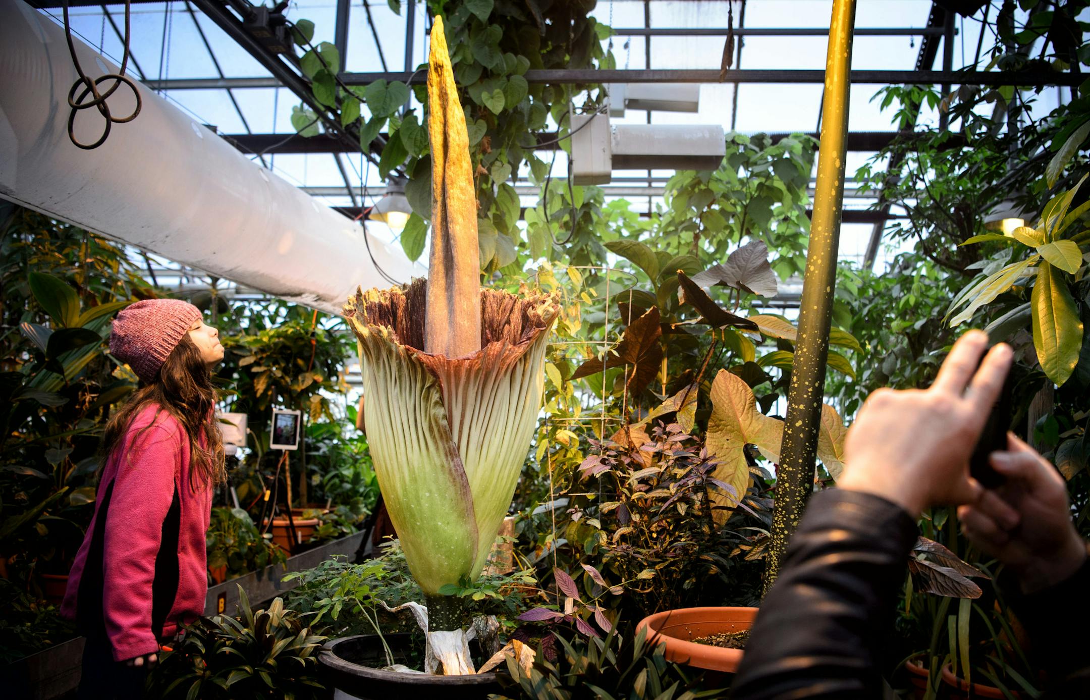 The last time the University of Minnesota's corpse flower bloomed, Rose McNary, 8, leaned in for a smell while her dad Brian took a photo. Afterward she said "it smelled like dead fish but not as bad as a three day old porkchop, I thought it would be worse."