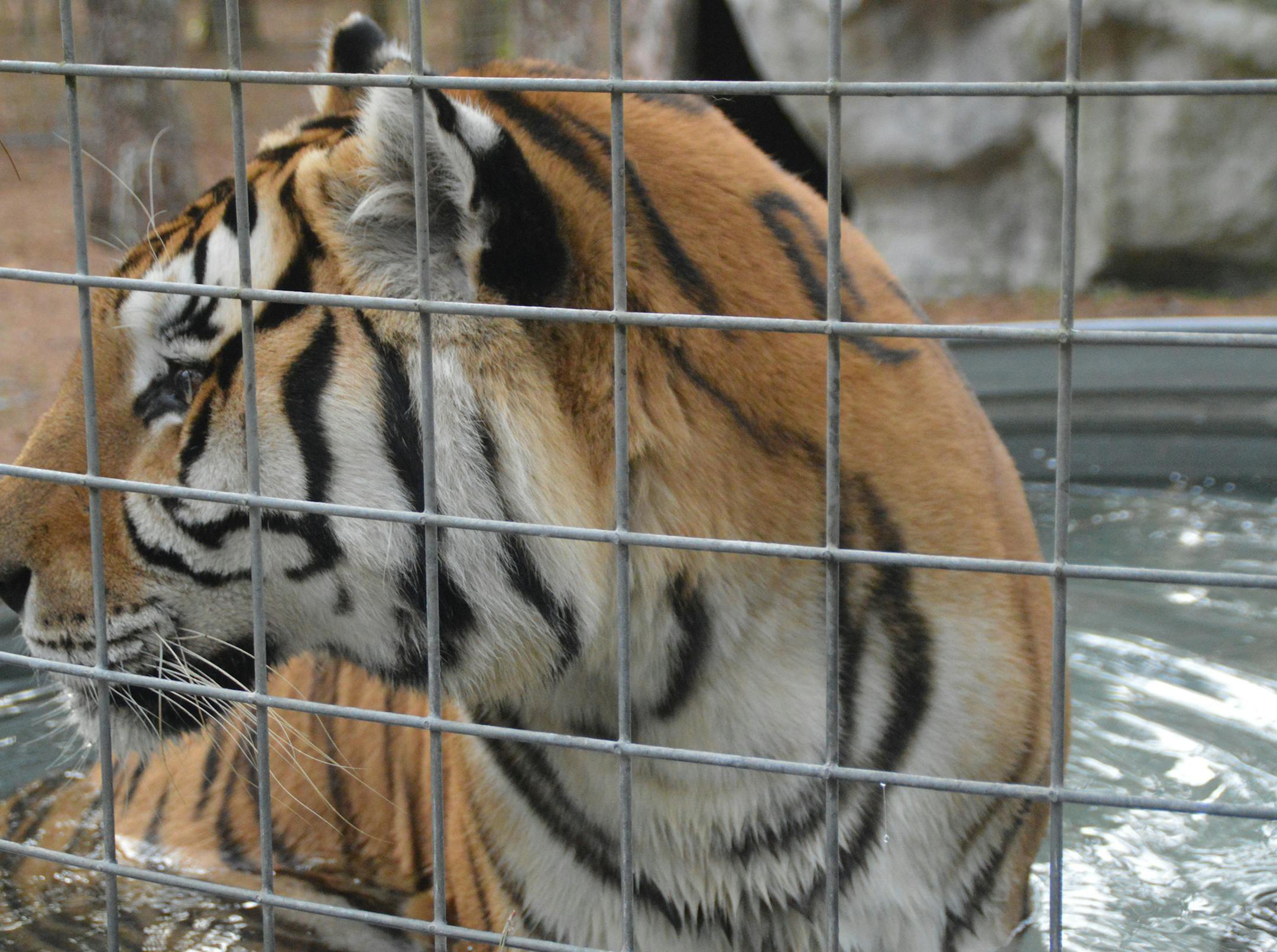 Tigers also enjoy water enrichment activities, as evidenced by this one relaxing in a splash pool at Survival Outreach Sanctuary in Spring Hill, Fla., on January 26, 2016. (Myscha Theriault/TNS) ORG XMIT: 1180027